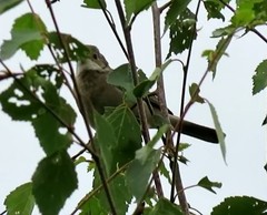 Curruca communis