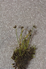 Isolepis setacea