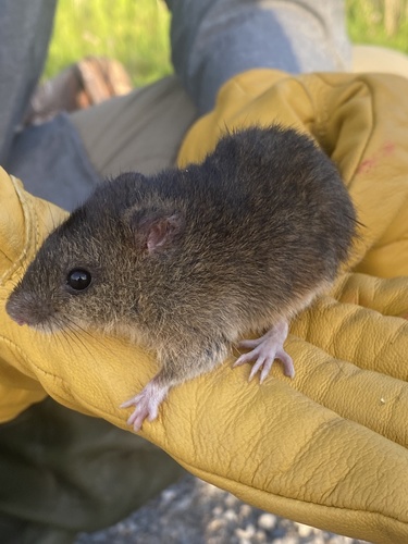 Northwestern Marsh Rice Rat