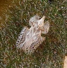 Corythucha eriodictyonae