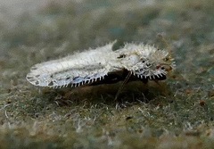 Corythucha eriodictyonae