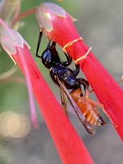 Odynerus erythrogaster