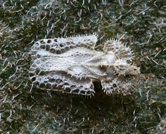 Corythucha eriodictyonae