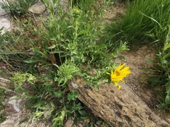 Grindelia grandiflora