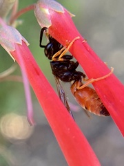 Odynerus erythrogaster