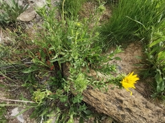 Grindelia grandiflora