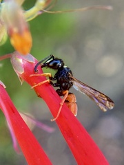 Odynerus erythrogaster