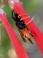 Odynerus erythrogaster