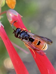 Odynerus erythrogaster