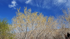 Populus fremontii fremontii
