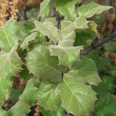 Quercus hintoniorum