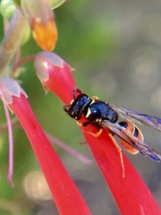 Odynerus erythrogaster