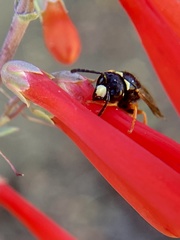 Odynerus erythrogaster