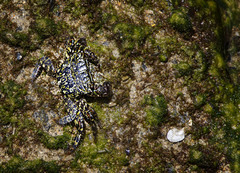 Grapsus tenuicrustatus