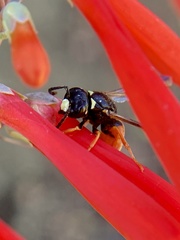 Odynerus erythrogaster