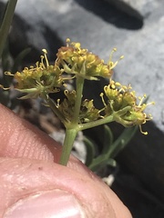 Oreoxis alpina