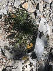 Oreoxis alpina