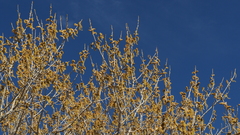 Populus fremontii fremontii