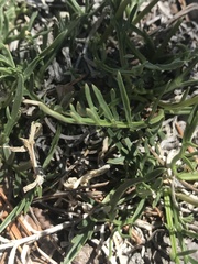 Oreoxis alpina