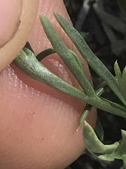 Oreoxis alpina