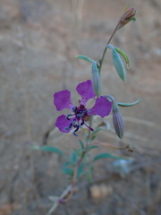 Clarkia mosquinii