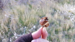 Mirabilis multiflora pubescens