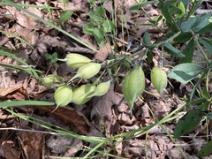 Baptisia bracteata leucophaea