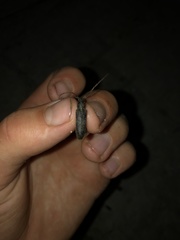 Parelaphidion aspersum