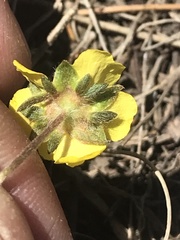Potentilla concinna