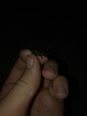 Parelaphidion aspersum