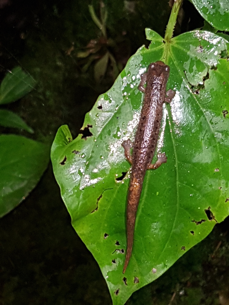 Pandi Mushroomtongue Salamander