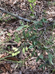 Baptisia bracteata leucophaea