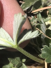 Potentilla concinna