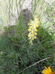 Lupinus sulphureus
