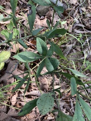Baptisia bracteata leucophaea