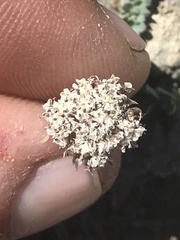 Lomatium nevadense