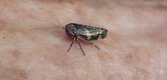 Eurymeloides bicincta