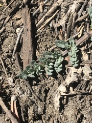 Lomatium nevadense