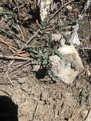 Lomatium nevadense