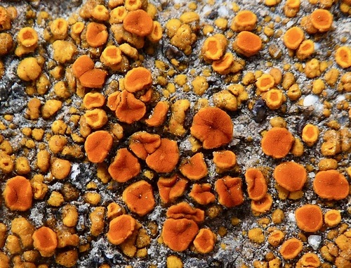 Caloplaca bolacina image