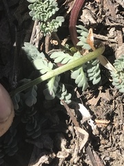 Lomatium nevadense