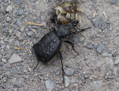 Cychrus tuberculatus