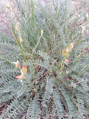 Astragalus reventus