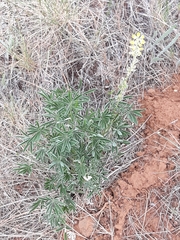 Lupinus sulphureus