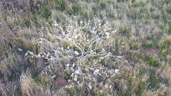 Mirabilis multiflora pubescens