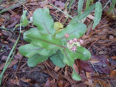 Asclepias jaliscana