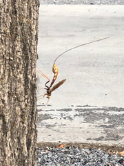 Megarhyssa macrurus icterosticta