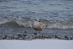 Larus argentatus
