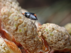 Malachius thevenetii