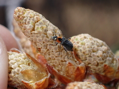 Malachius thevenetii
